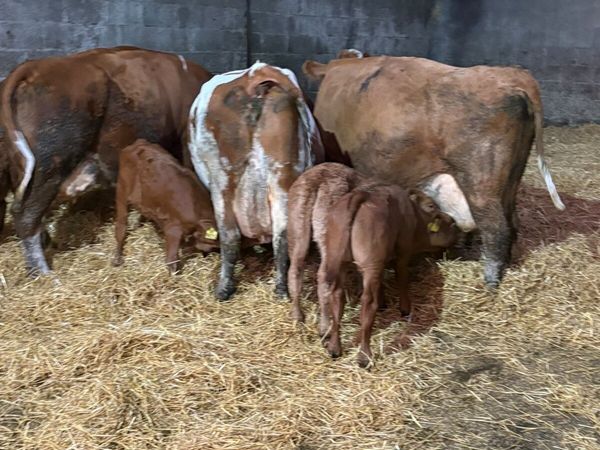 Cows with calves at foot - Main image