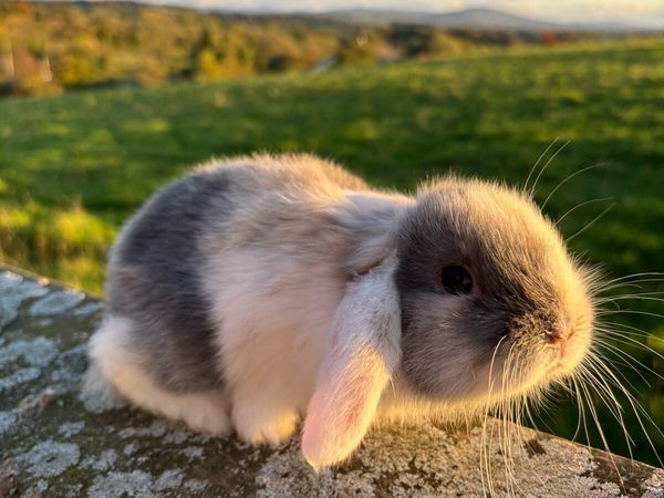 Rabbits and Hutches - Main image