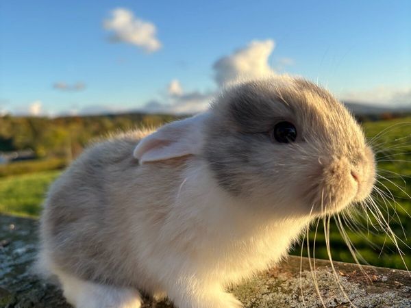 Rabbits and Hutches - Main image