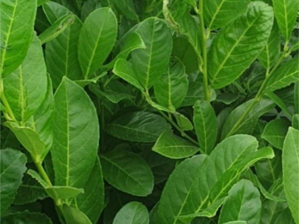 Bareroot laurels for sale - Main image