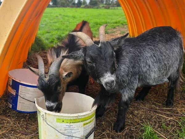 Pygmy goats - Main image
