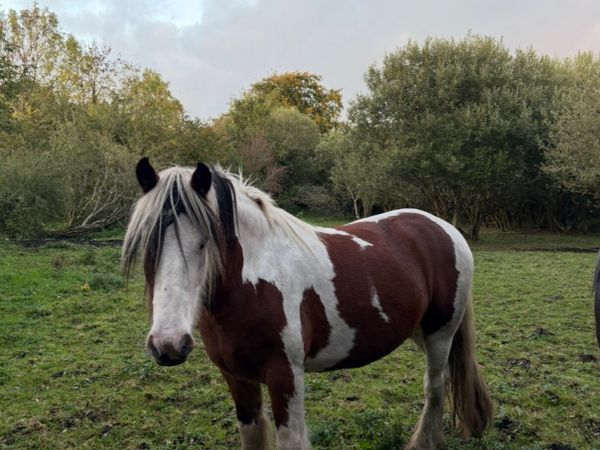 Horse - Main image