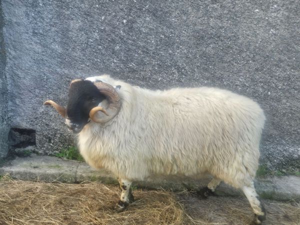 Horned ram - Main image