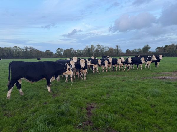 55 Hereford & 2 Friesian bullocks for sale. - Main image