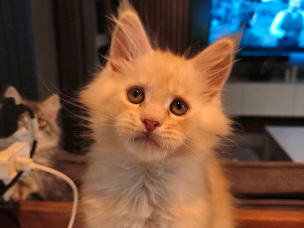 TICA registered Maine coon kittens - Main image