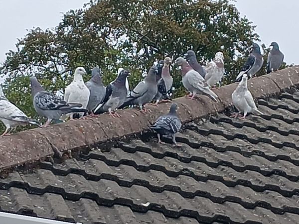 16 Pigeons - Main image