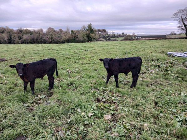 3 AA first calvers. - Main image