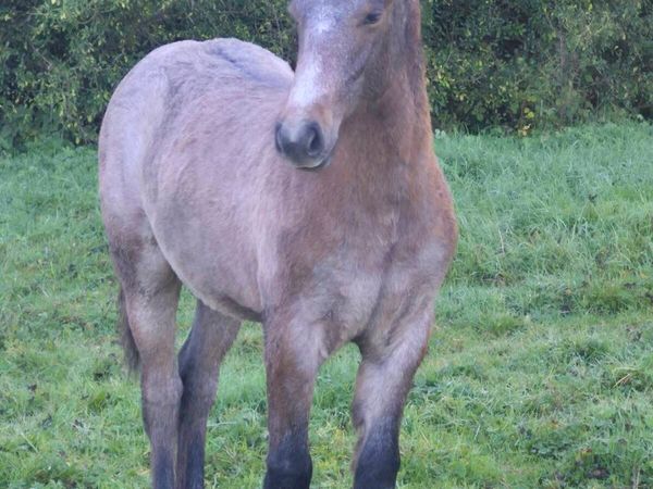Reg Connemara colt foal - Main image