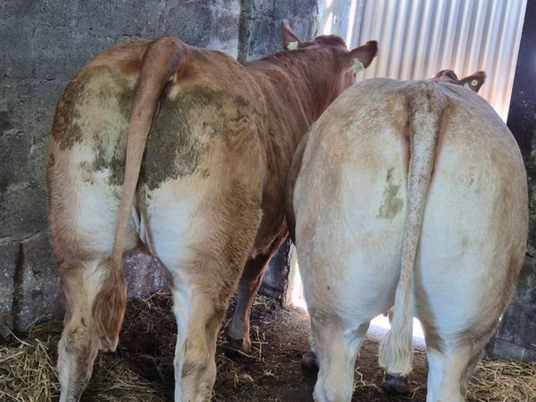 INCALF HEIFERS - Main image