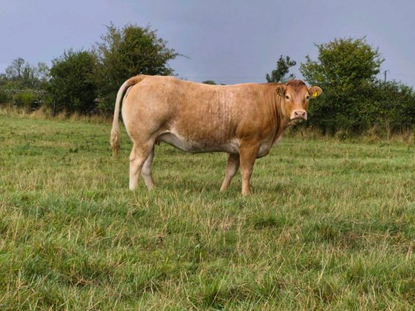 INCALF HEIFERS - Main image