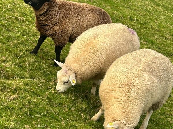 Blue Texel/Texel Ewes - Main image
