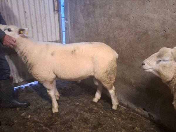 Purebread texel hogget ram - Main image