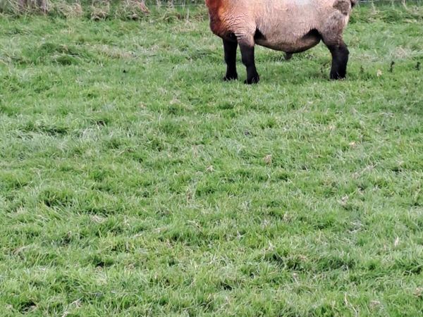Pbr suffolk ram - Main image