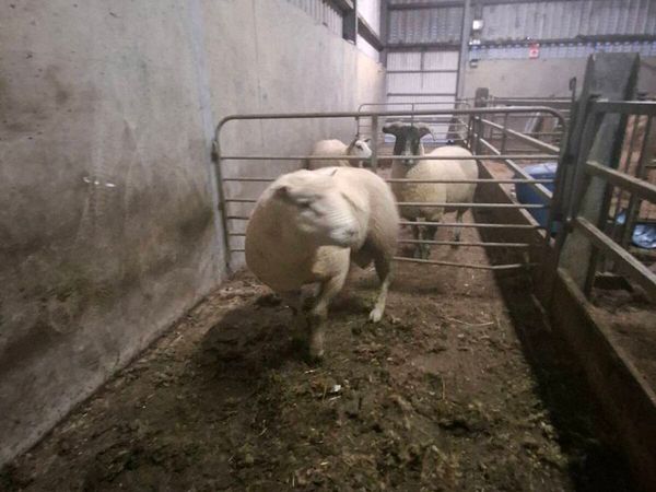 Purebread non reg polled dorset hogget ram - Main image
