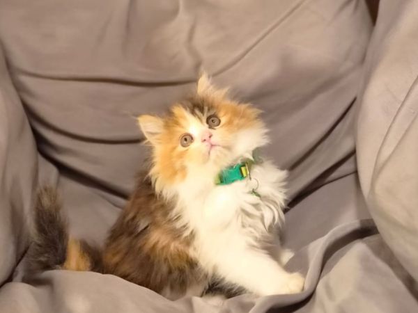 Maine Coon, Scottish Longhaired Cross - Main image