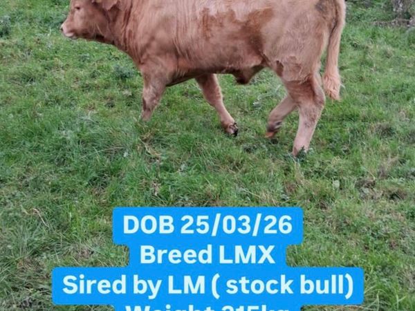 Simmental cattle for sale - Main image