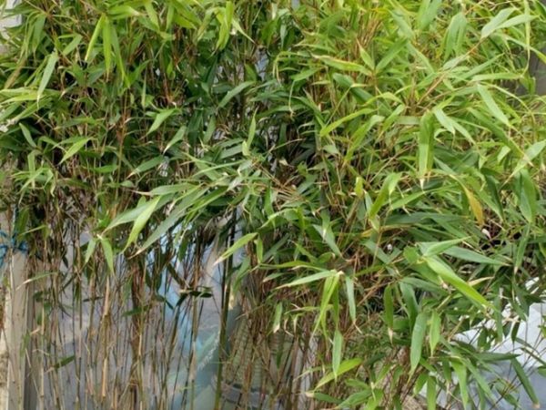 Bamboos plants. Evergreen hedge.Delivery available - Main image