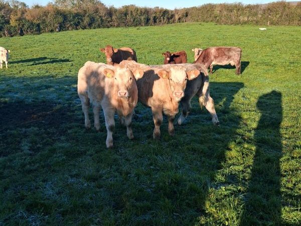 6 heifers - Main image