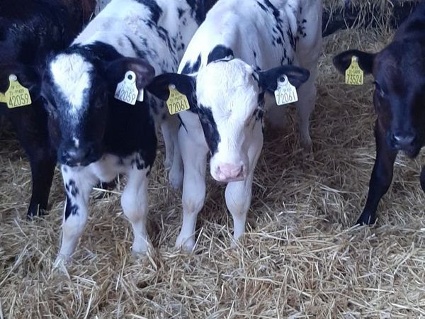 Cont calves for sale - Main image