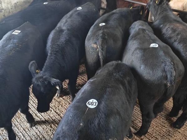 Organic Angus Weanlings - Main image