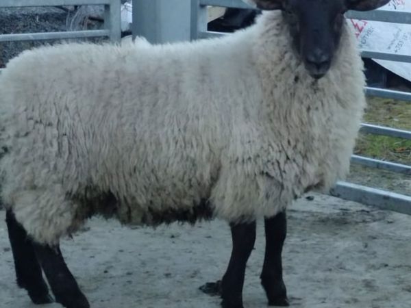 Sheep - Main image