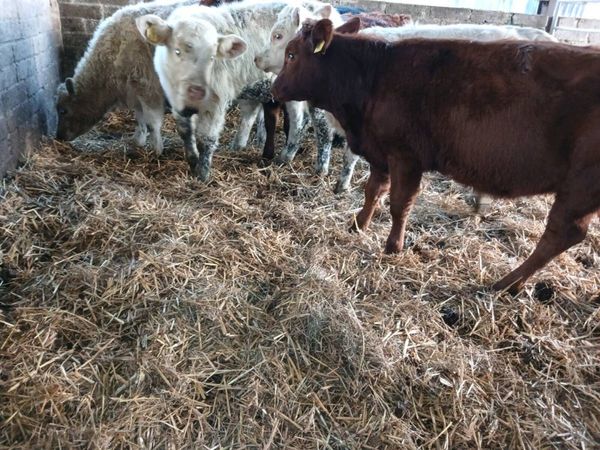 6  beef bred heifer's - Main image