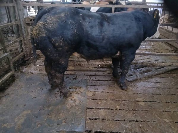 Bulls - Main image