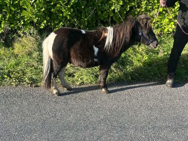 Pony - Main image