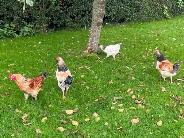 Roosters - Main image
