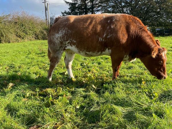 For sale 3 in-calf heifers - Main image