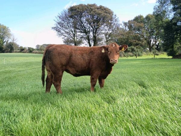 Breeding heifers Balla mart Friday - Main image