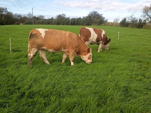 Pedigree registered simmentals Balla mart with ⭐ - Main image
