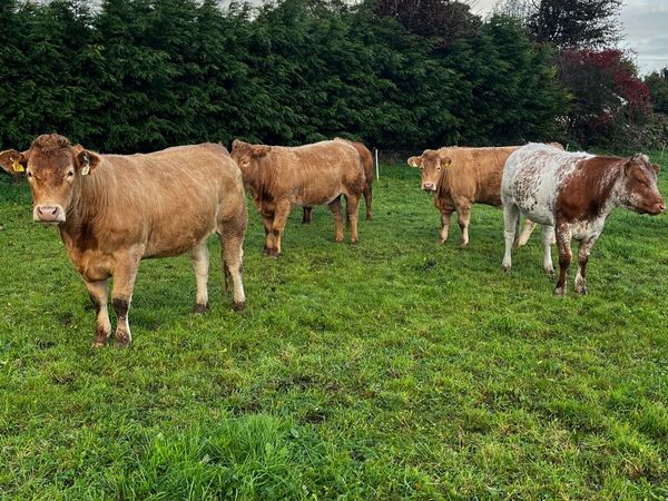 Incalf Heifers for Loughrea Mart 24/10/26 - Main image