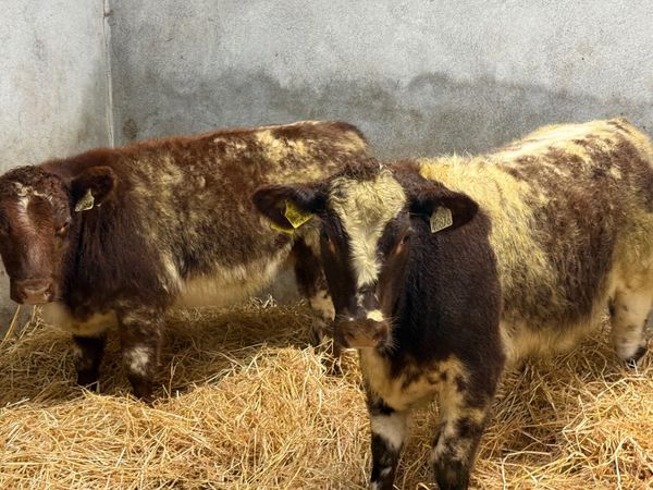2 SUPER ROAN SHORTHORN HEIFERS - Main image