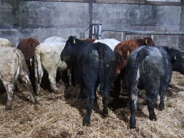 Organic weanlings - Main image