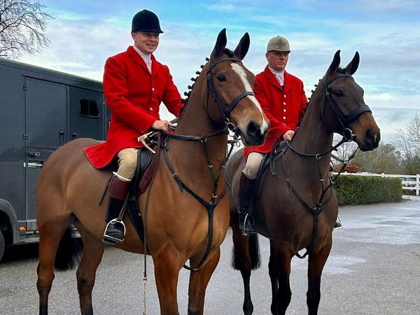 17hh 7yo Bay Gelding – Proven Hunter, Carried Horn - Main image
