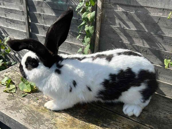 Rabbit - Main image