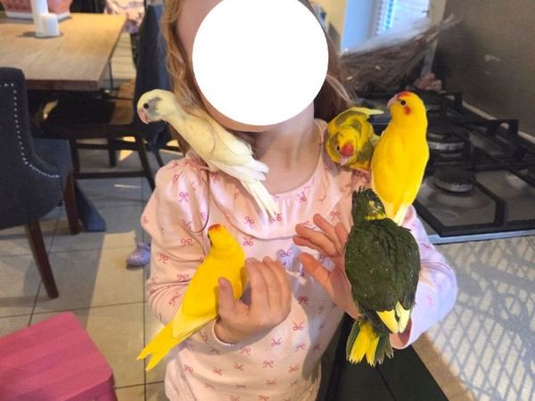 Birds - Main image