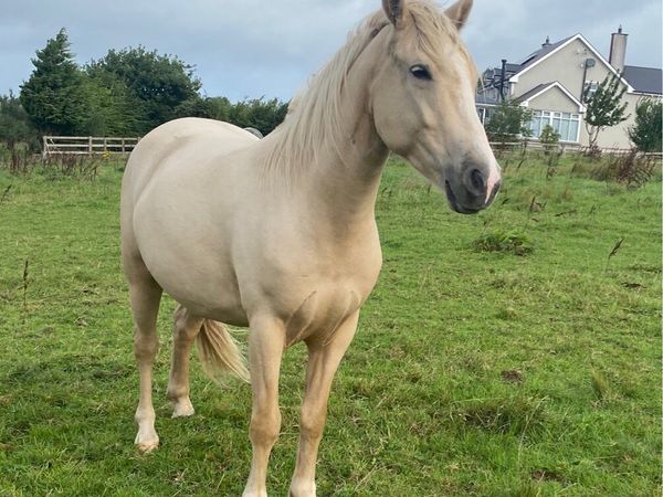 Connemara Ponies - Clifden Lot 31 & 32 Thurs 22nd - Main image