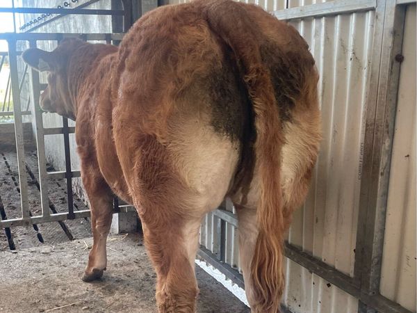 Balla heifer weanling - Main image