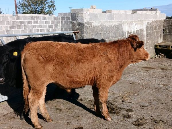 Bullocks - Main image