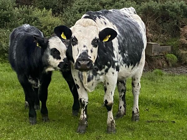 Cows and calves - Main image