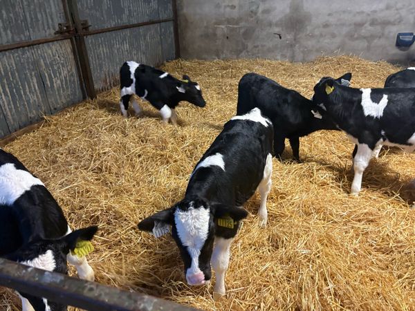 Suck calves - Main image