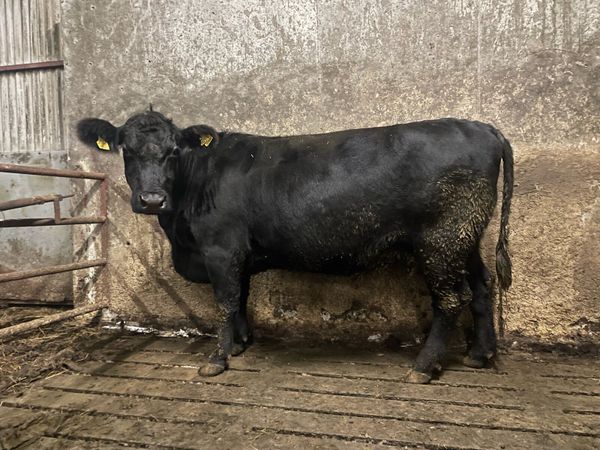 3 PBR Angus In-calf cows - Main image
