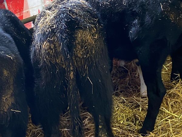 SMALL MONEY CATTLE - Main image