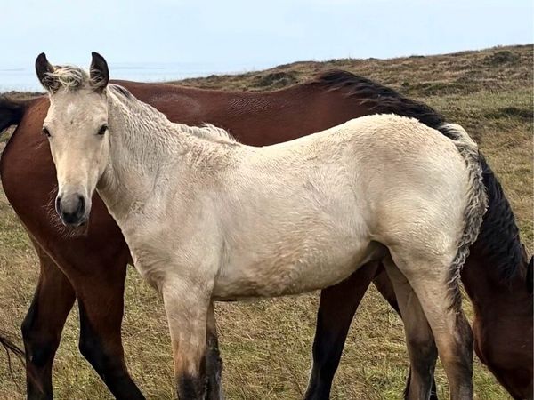 Connemara Foals - Main image