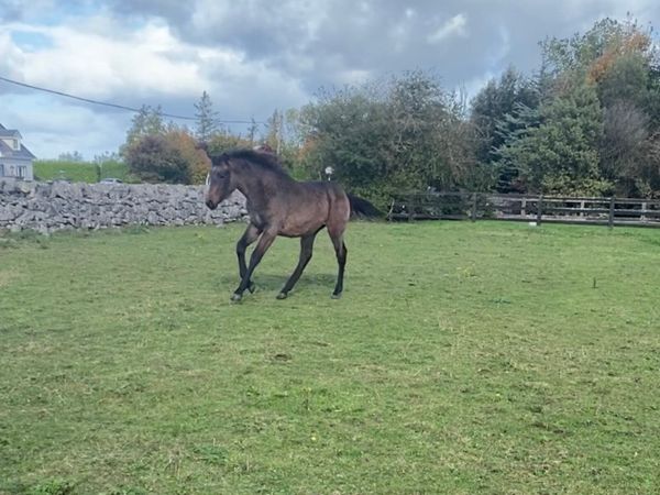 Bay filly - Main image