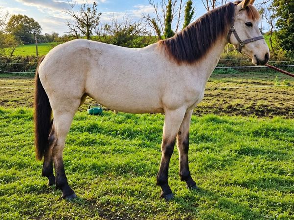 Connemara Dun Pony Clifden lot 251 Fri 23rd - Main image