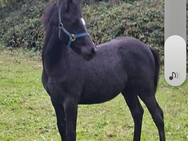 Silver Shadow / Moores Clover Filly Foal - Main image