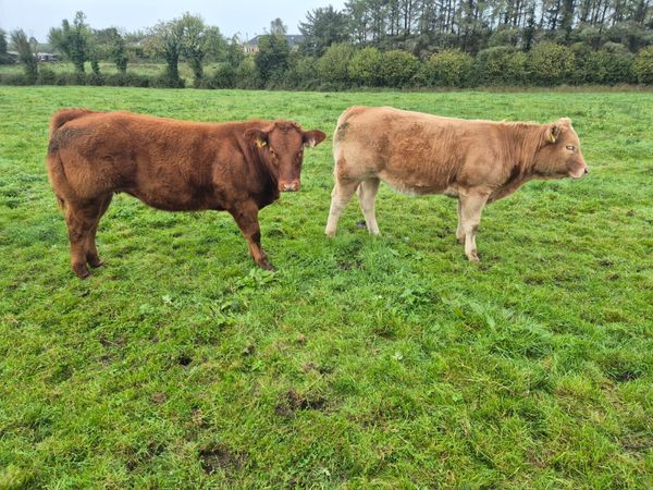 Heifer - Main image